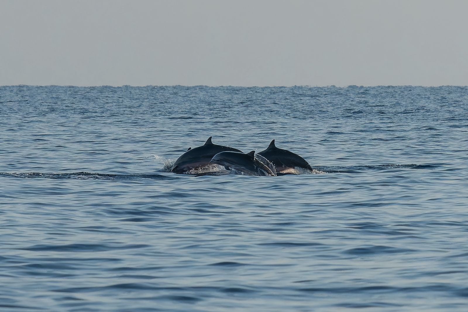 Pemuteran Dolphin