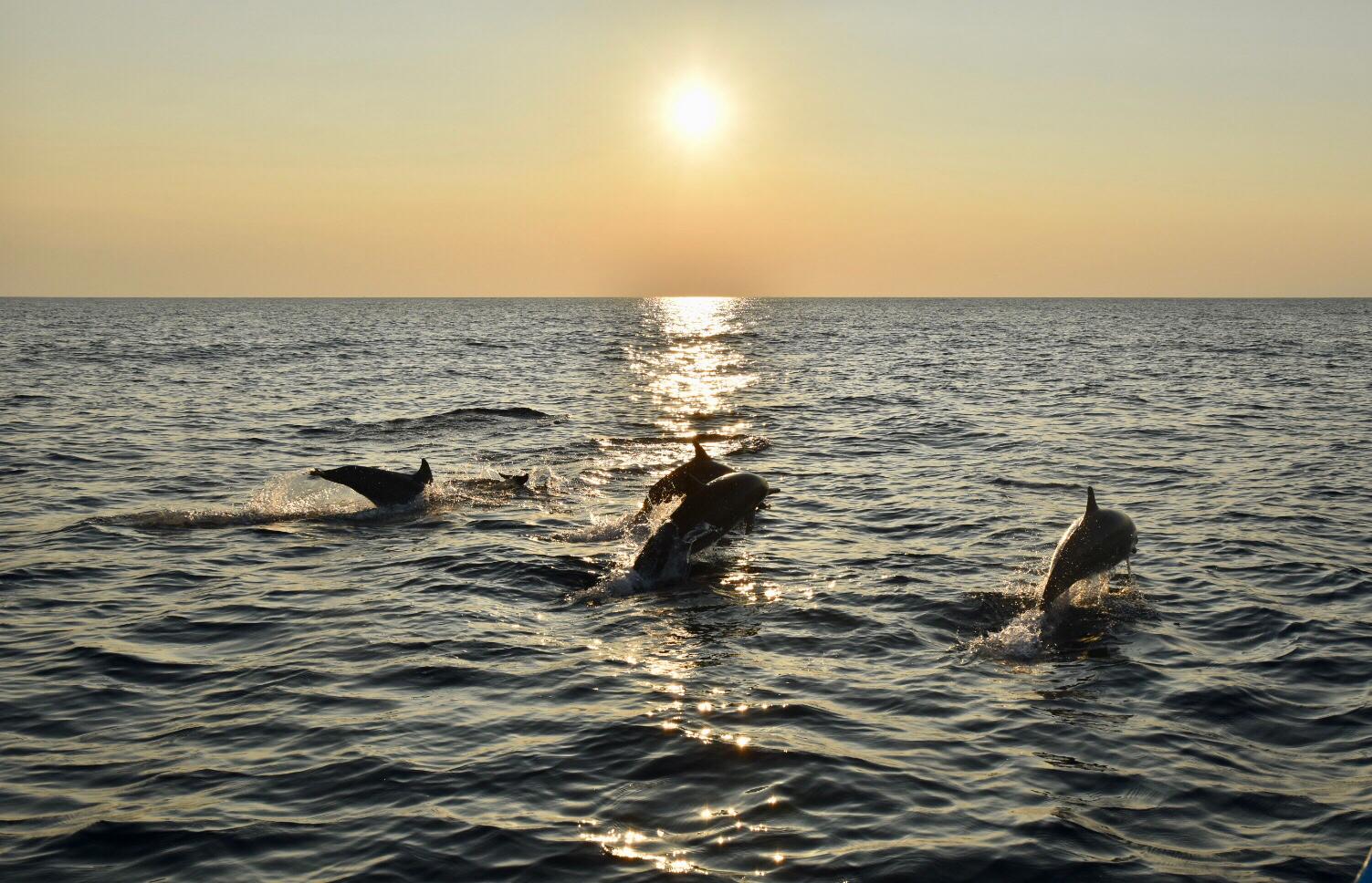 Dolphins