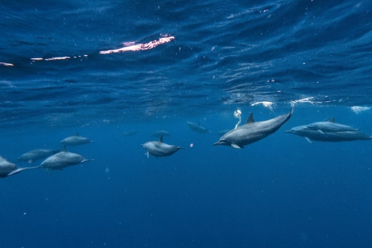 Spinner Dolphin