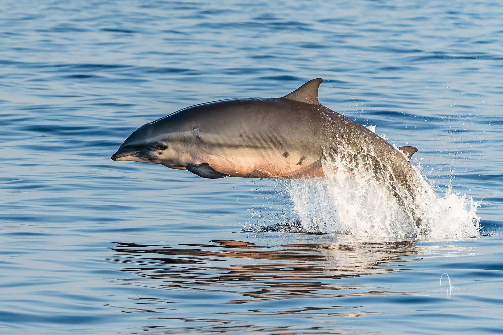 Spinner Dolphin