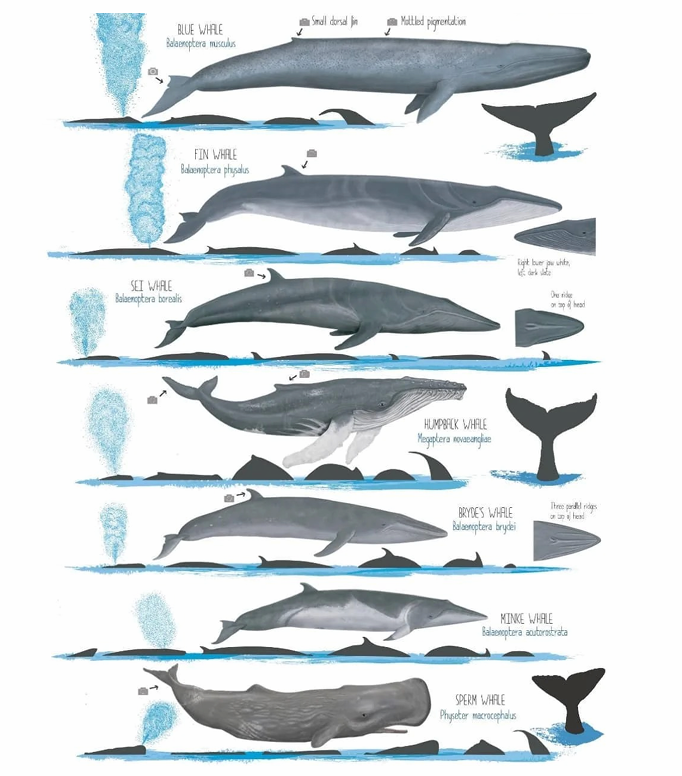 Types of Oceanic Whales